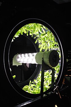 Hydroponic growing in the Belgium pavilion at Expo 2015